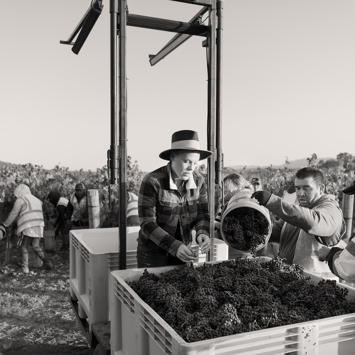Moore and crew harvesting cabernet franc grapes