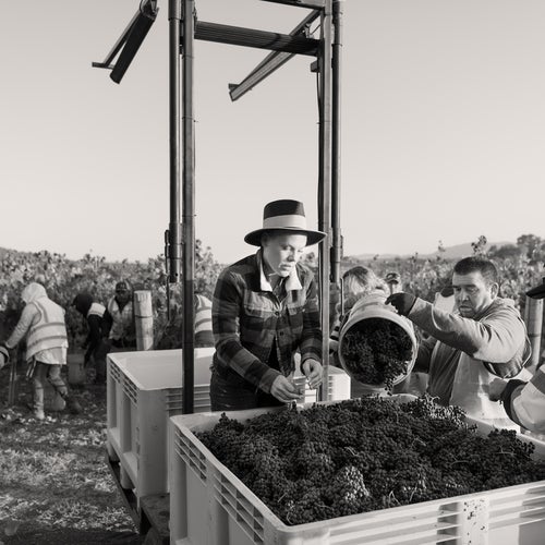 Moore and crew harvesting cabernet franc grapes