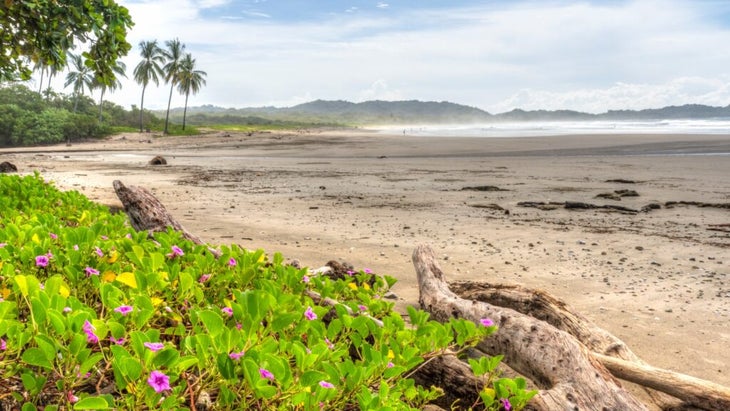 sandy shoreline of Guiones Beach with palm trees and lush vegetation