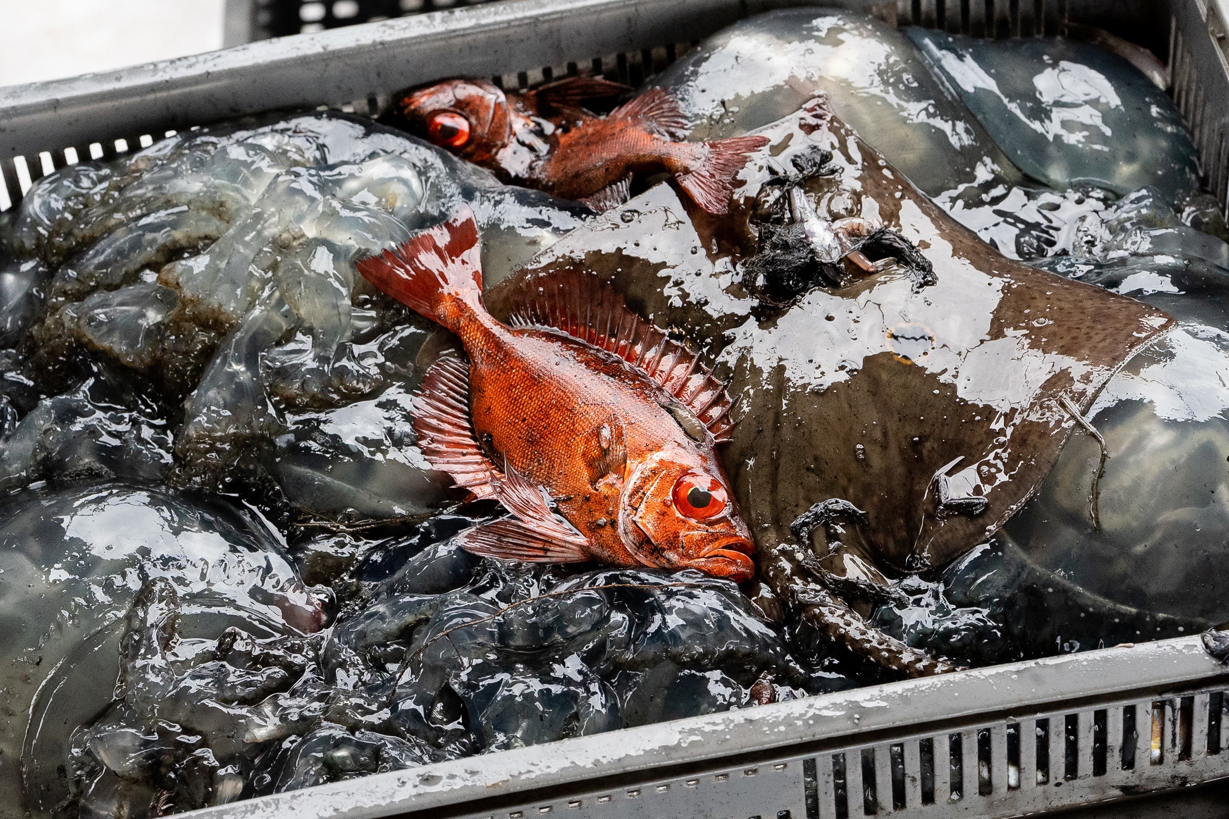 A red fish sits at the top of a bycatch basket