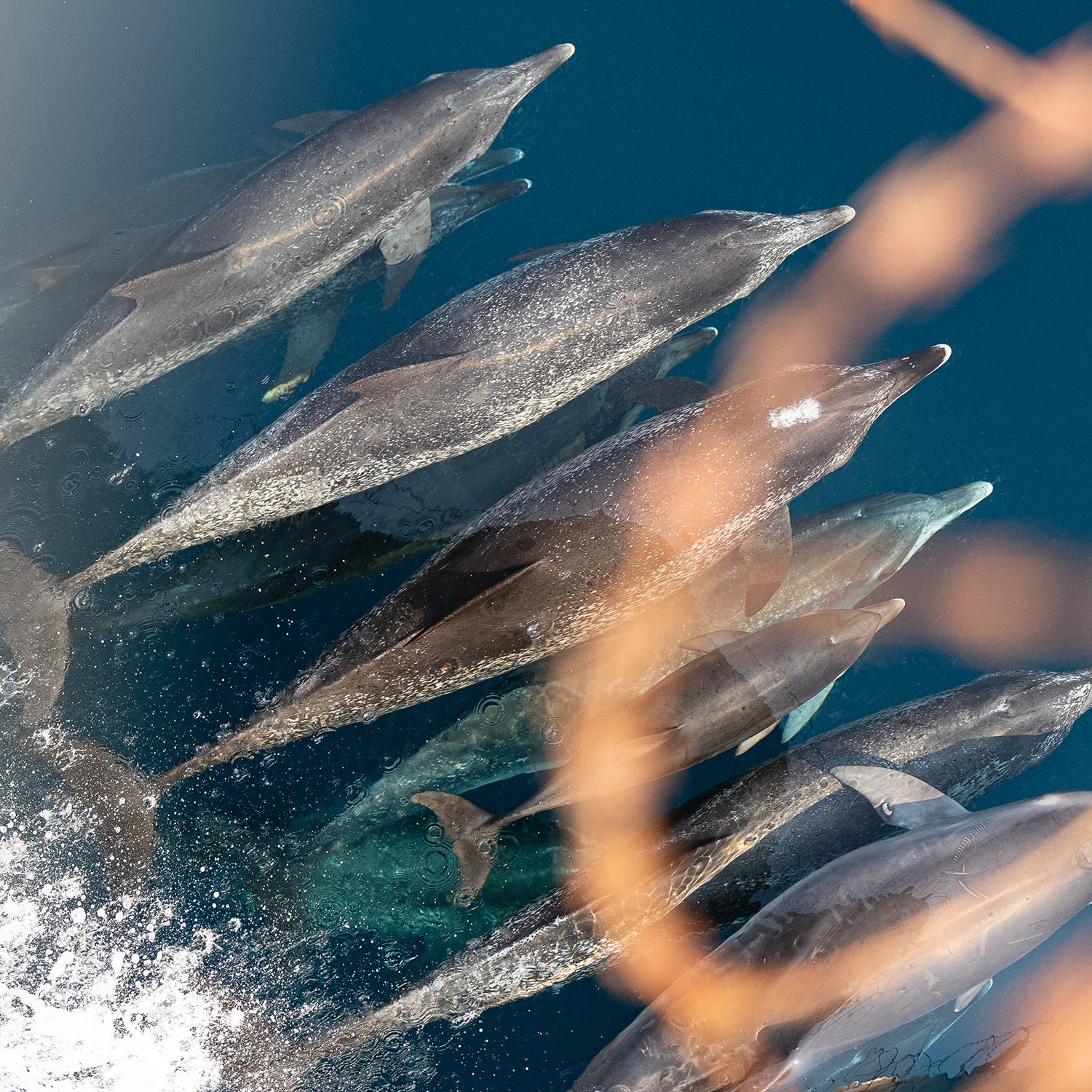A pod of dolphins and bob barkers razor wire