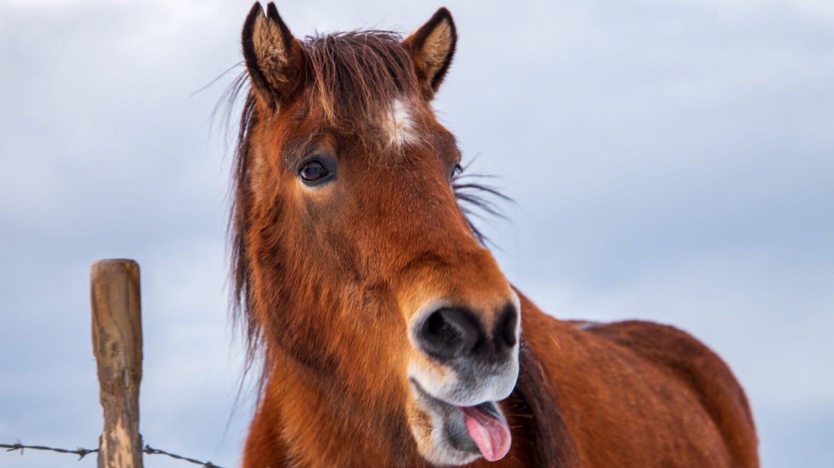 Iceland Has Trained Horses to Respond to Your Work Emails When You’re on Vacation