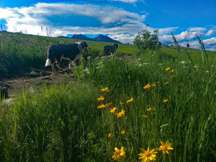 Dogs hiking with flowers in the foreground