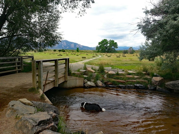 Dog in creek in front of field.