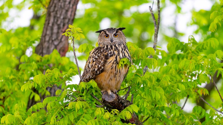 A large owl sits in a tree