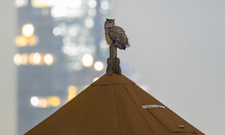 A large owl perched atop a building