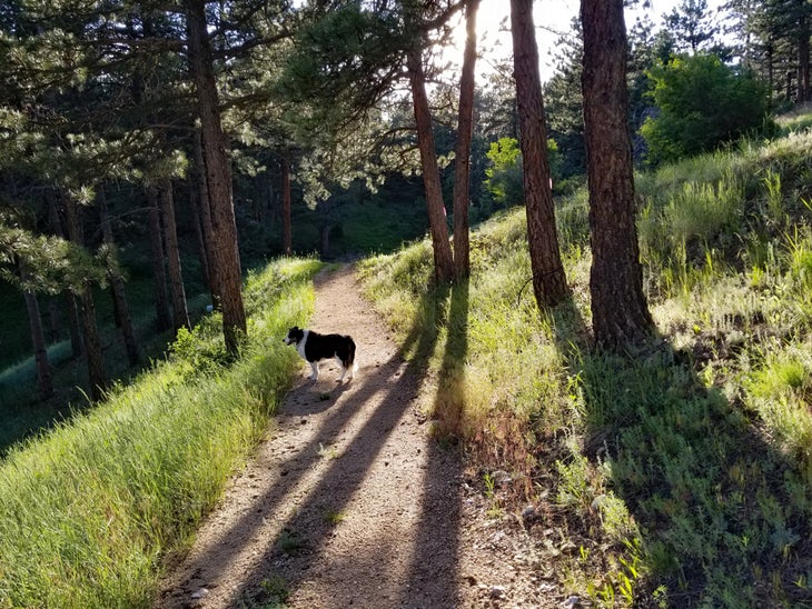 Fremont the border collie in the sun