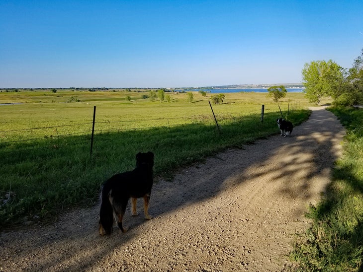 Dogs hiking in farmland in Boulder, Colorado