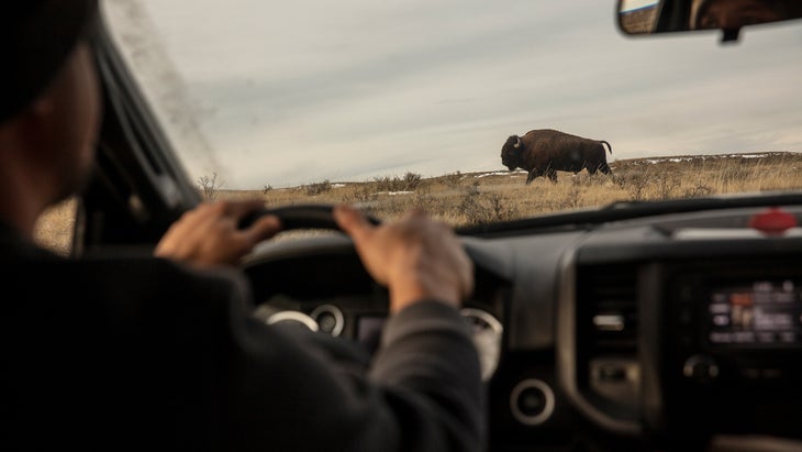 Scott Heidebrink, director of bison restoration for the American Prairie Reserve in northeastern Montana, monitors a herd.  