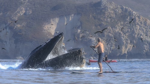 Photo of a stand-up paddleboarder near a surfacing whale