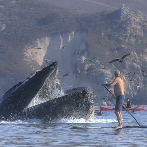 Photo of a stand-up paddleboarder near a surfacing whale