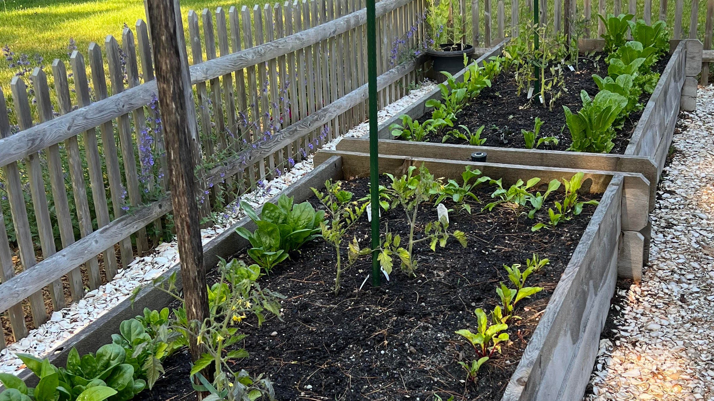 Greens and lettuces growing in a garden bed