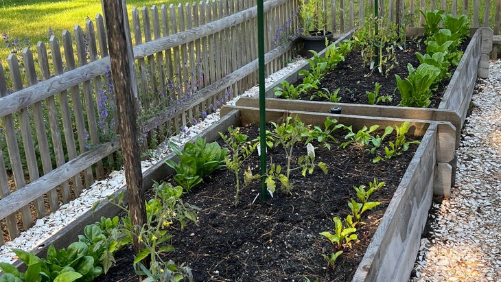 Greens and lettuces growing in a garden bed