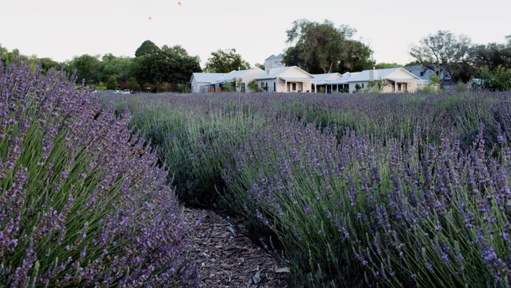 The lavender fields are high at Los Poblanos Lavender and Organic Farm in Albuquerque, New Mexico.