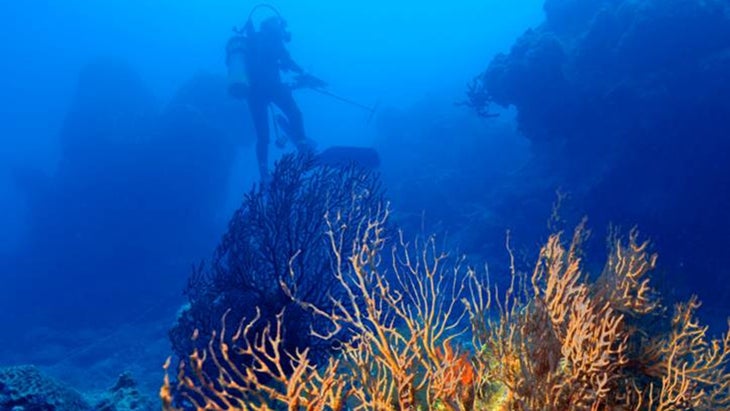 diver underwater at Dry Tortugas National Park