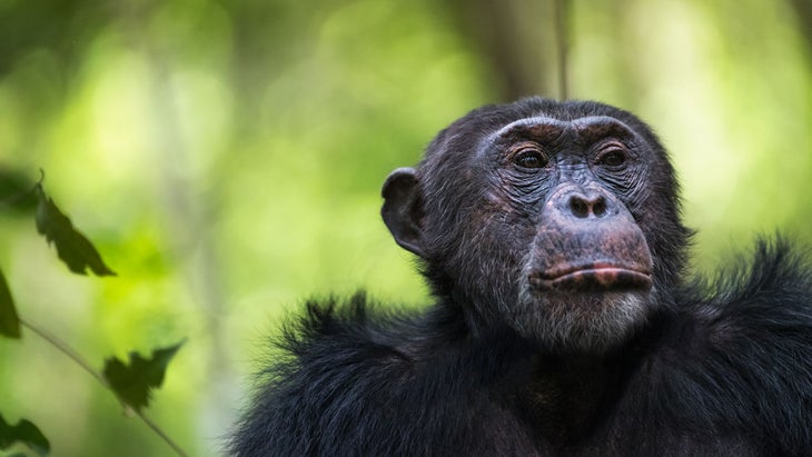 chimpanzee Mahale Mountain Park Tanzania