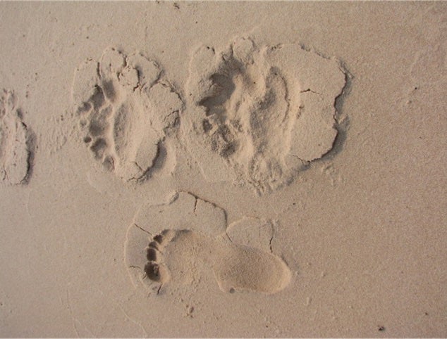 bear tracks Athabasca Sand Dunes Provincial Park