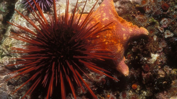 sea urchins in Channel Islands National Park.