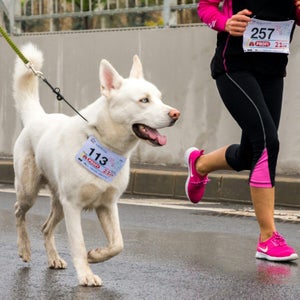 White husky wearing a race bib runs alongside two humans