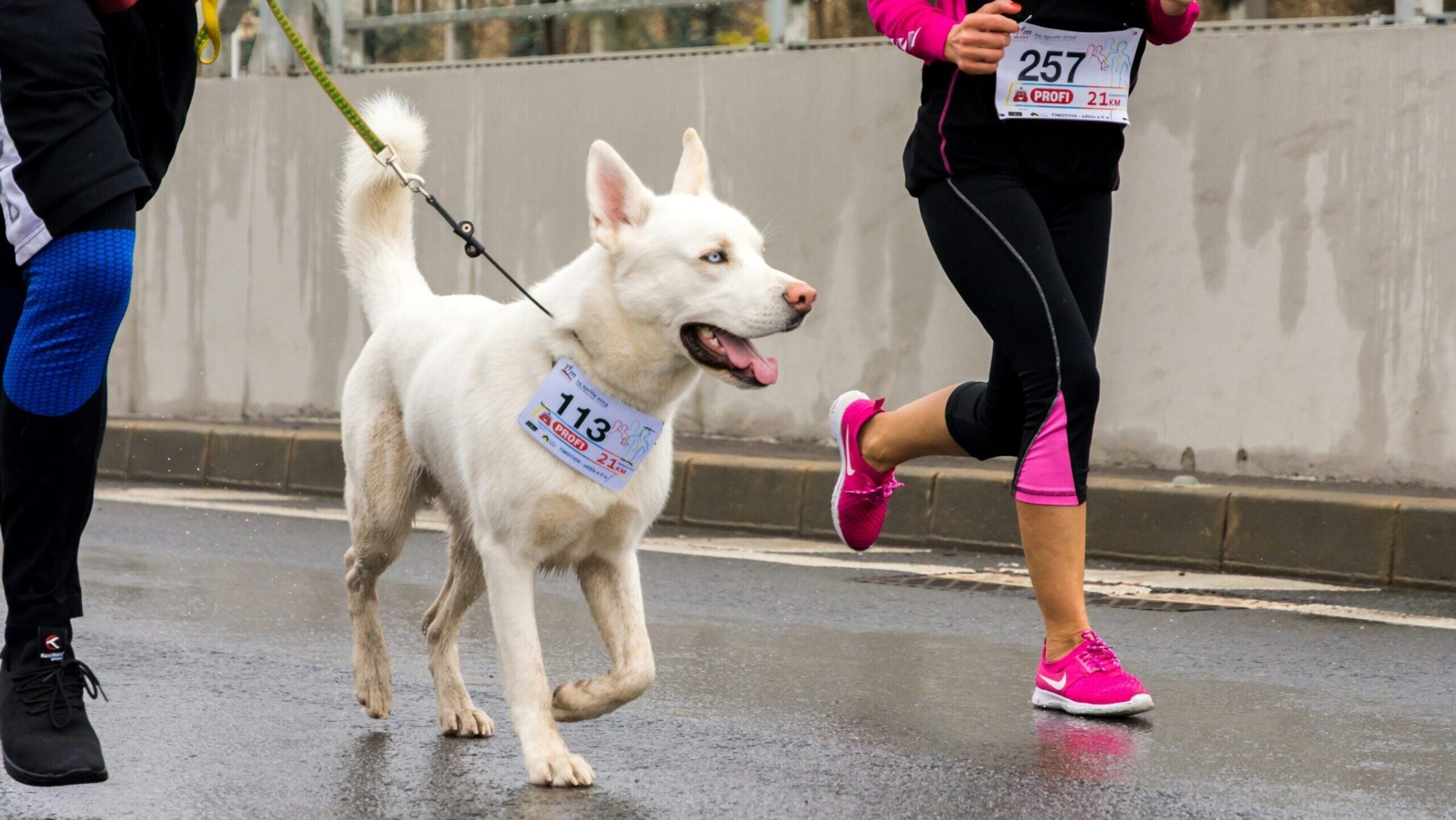 White husky wearing a race bib runs alongside two humans