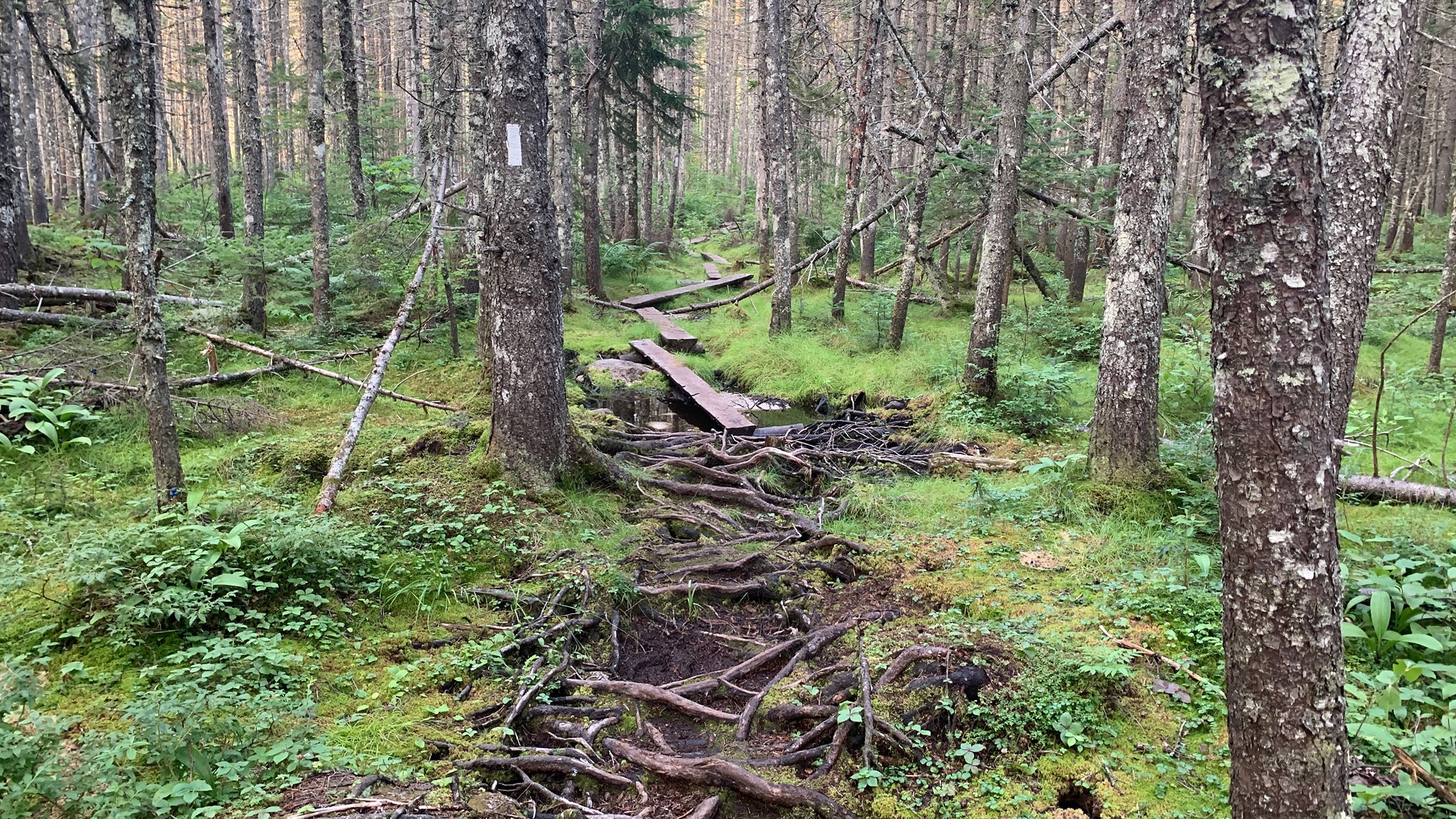 Appalachian Trail - Maine