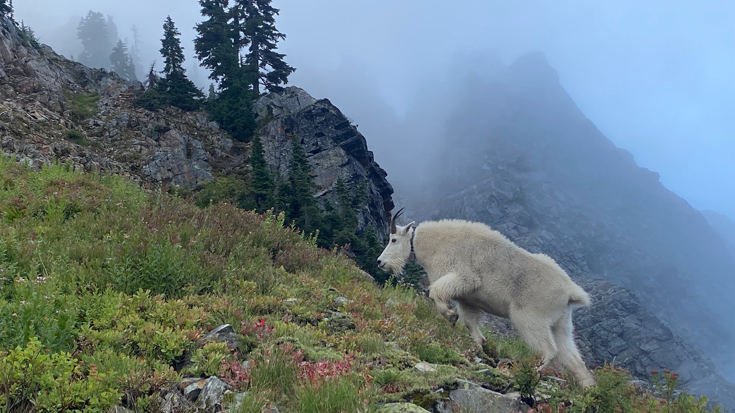 Pacific Crest Trail - Washington