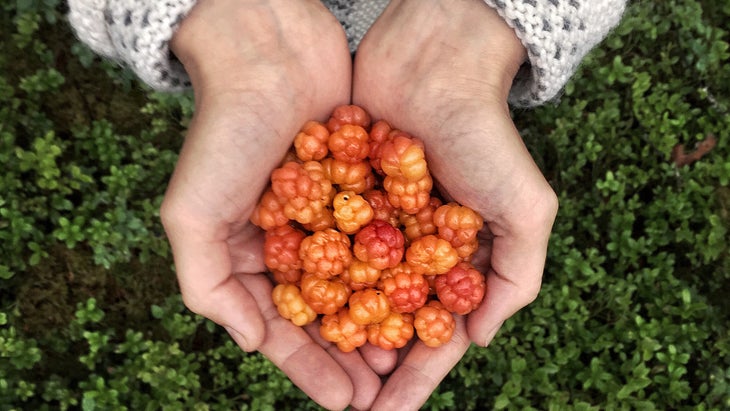 Cloudberries