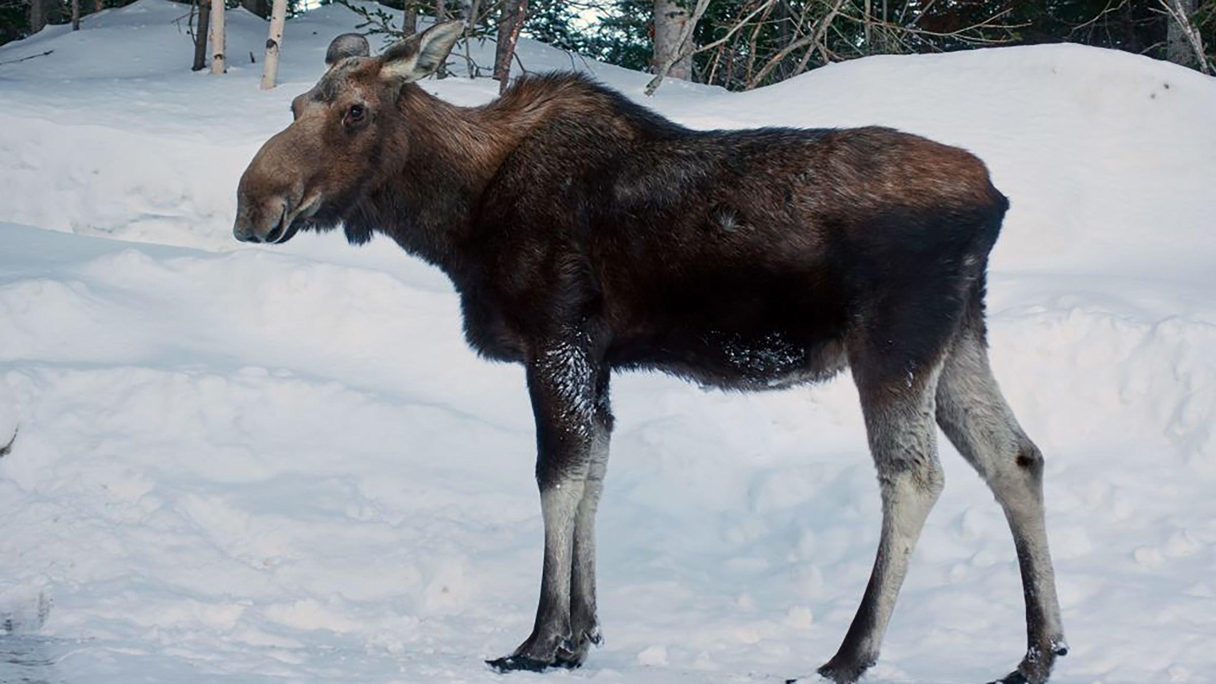 A large moose walks through the snow.