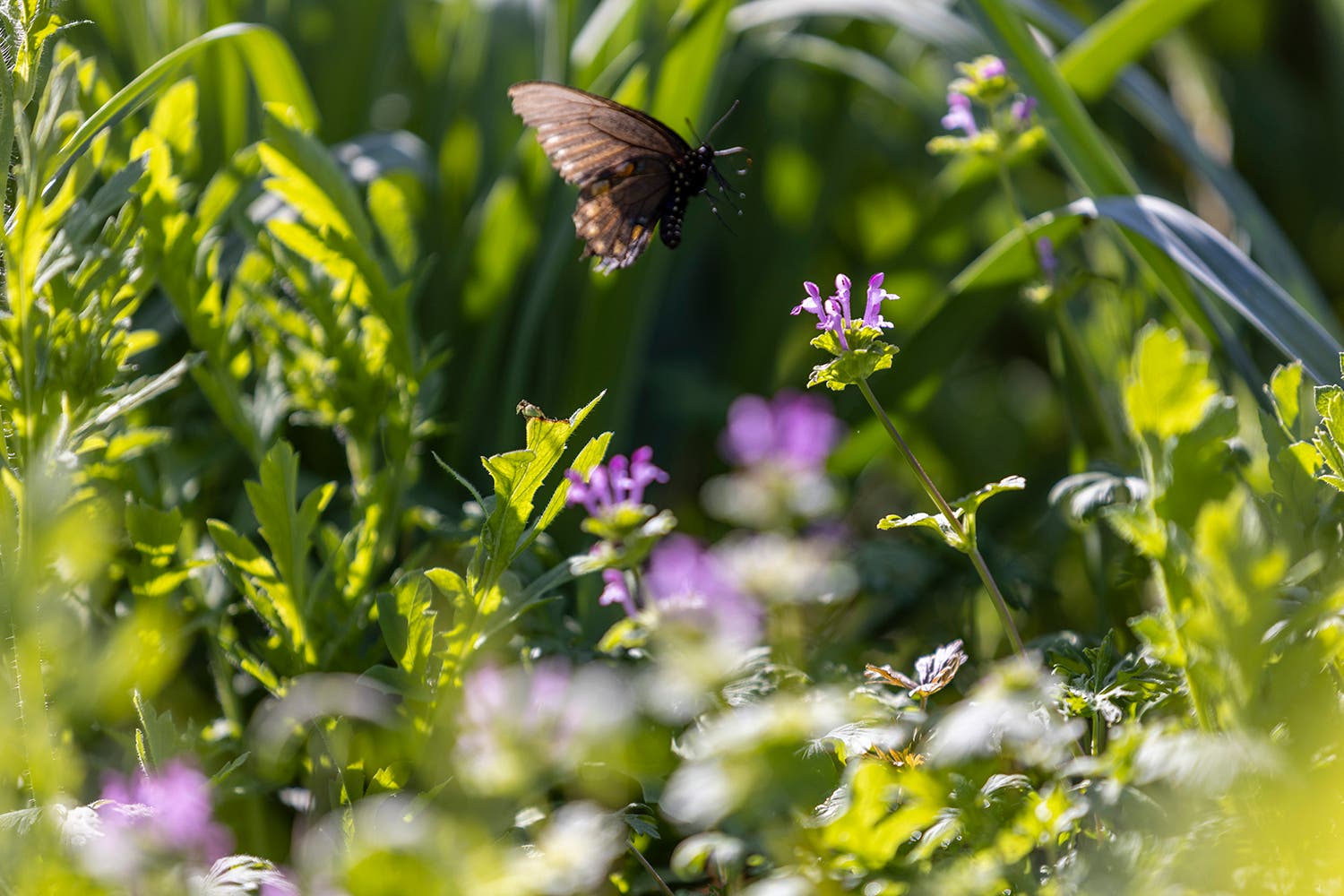 The Texas Hill Country