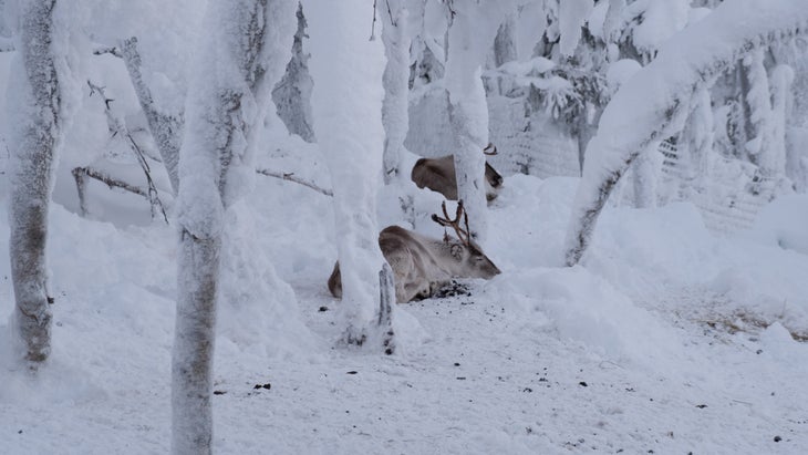 Reindeer Finnish Lapland