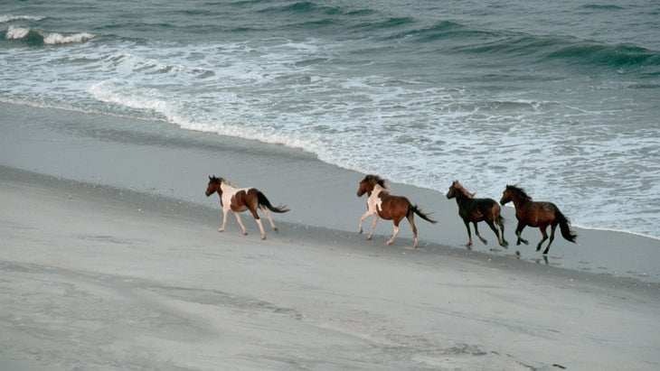 Wild ponies run along an Assateague Island beach on the Maryland-Virginia border
