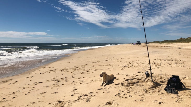 The author's Labrador, Magnolia, on a fall surf-casting trip to Napeague Beach in New York