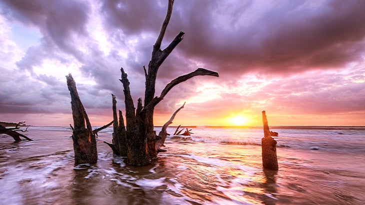 dead tree driftwood sits in high tide in the Atlantic Ocean on Sapelo Island, Georgia