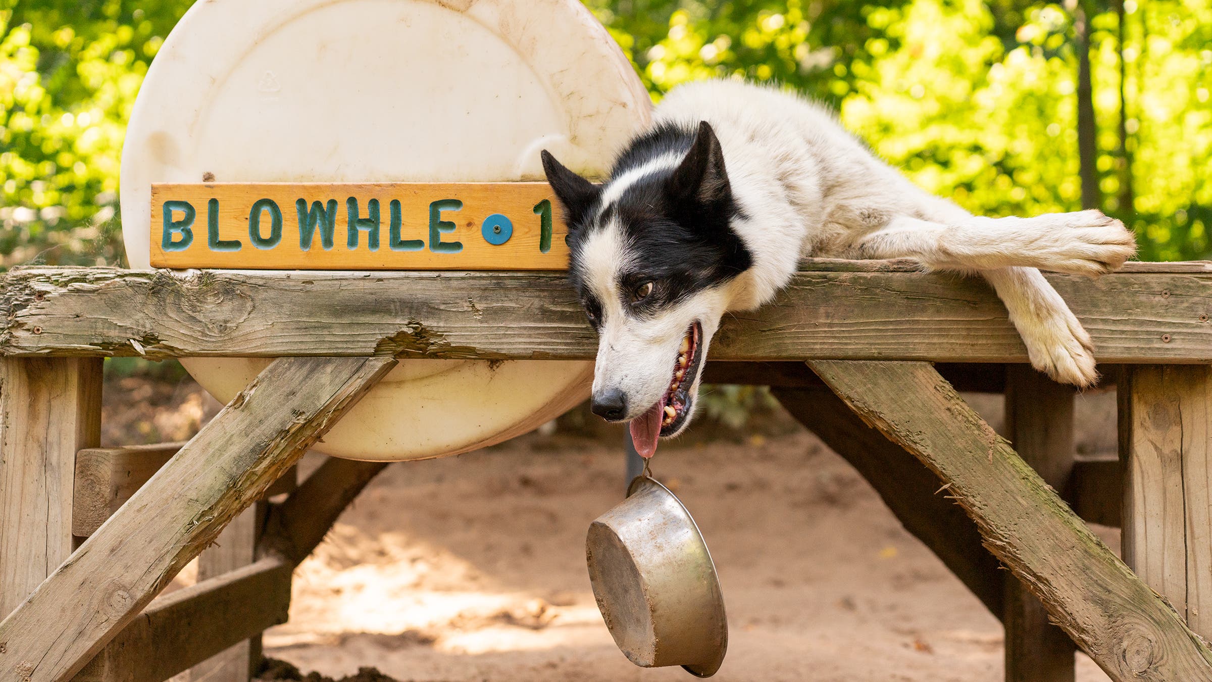 Taking it easy at the doghouse