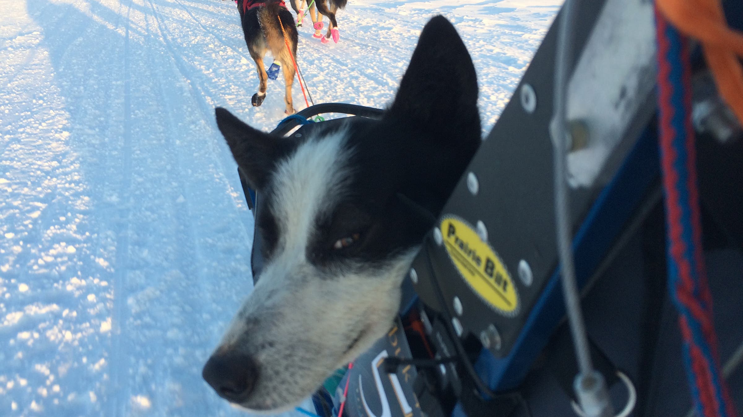 Chilling out—or plotting his next move?—after spraining a wrist at the 2018 Kobuk
