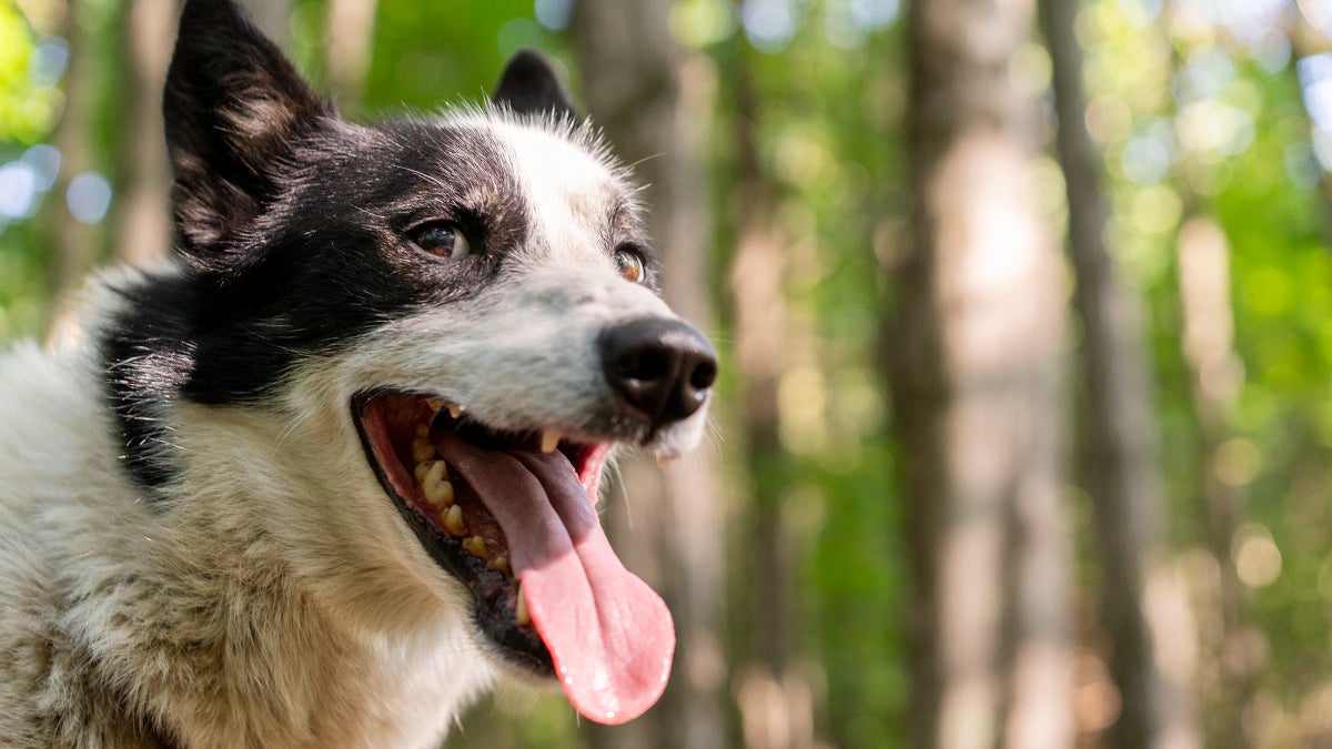 Blowhole the Sled Dog Became a Social Media Star—But Was He a Criminal First?