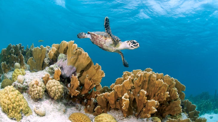 Turtle swimming in Sampler Reef, Klein Bonaire