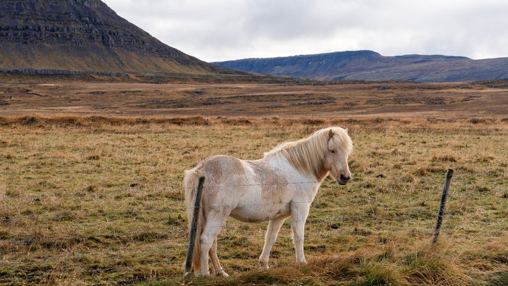Icelandic horses really are that cool.