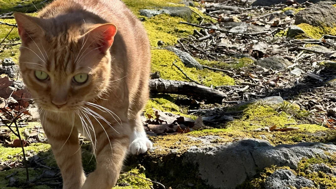 Meet Cinamen, the Orange Cat Guiding Hikers on the Appalachian Trail