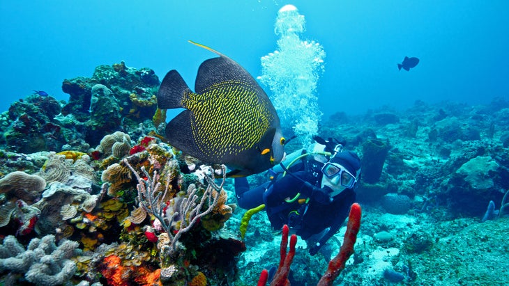 French Angelfish, Pomacanthus paru, Pomacanthidae, Cozumel, Mexico