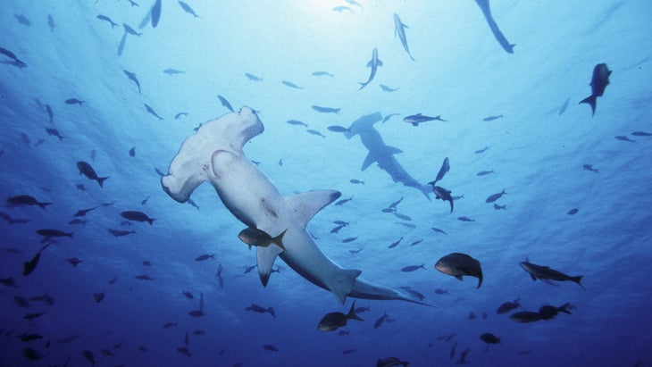 Scalloped Hammerhead sharks, Galapagos, Ecuador