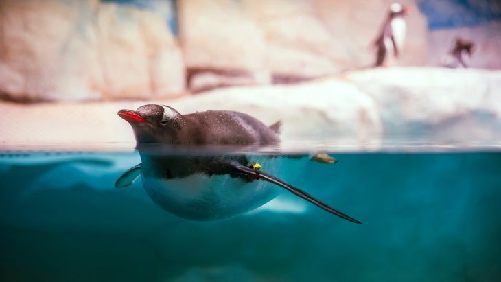 Gentoo Penguin swimming underwater