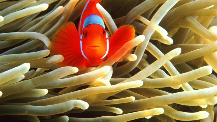 Great Barrier Reef, Australia. False clown anemonefish are found in the lagoons and reefs on northern Australia.