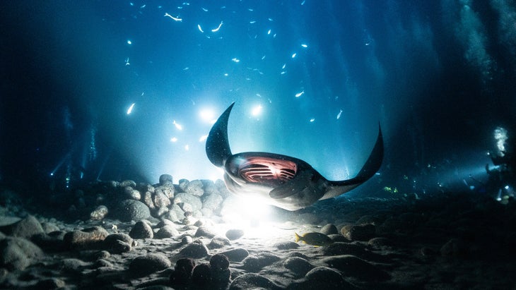 A manta ray swims in front of a light at the bottom of the ocean