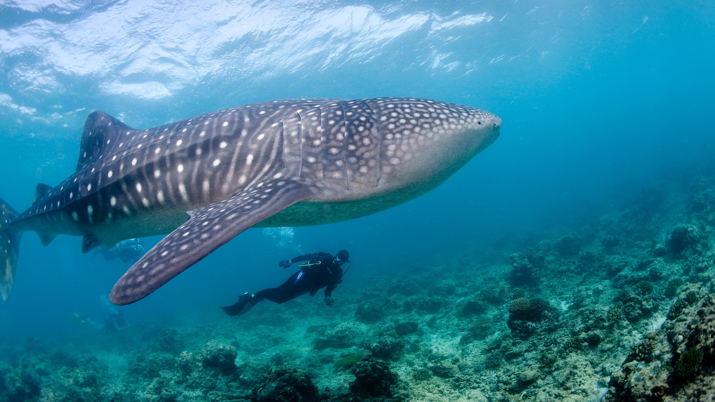 Curious Whale shark (Rhincodon typus), Indian ocean