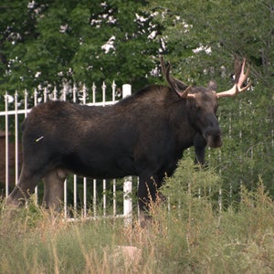 a bull moose in Santa Fe, N.M. on Tuesday, Sept. 12, 2023