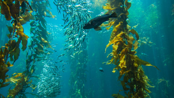 A kelp forest in Monterey Bay, California