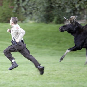 Conservation Officer is chased by a moose