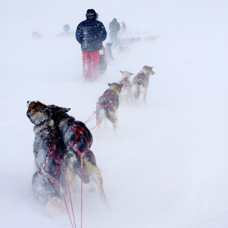 dog sled mushing in sweden