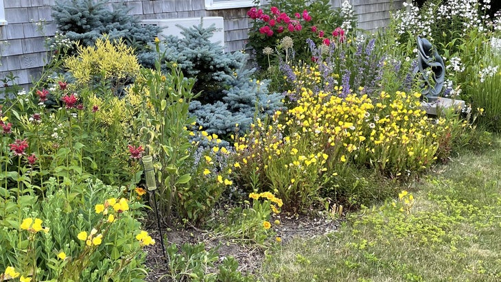 Rewilding Your Yard in 4 Easy Steps